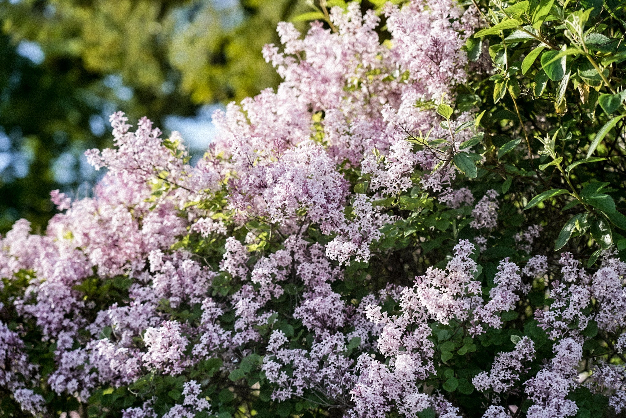50 Good Morning Affirmations (and the Science Behind Them)